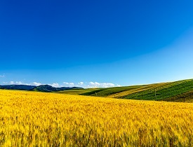 2021年高標準農田建設項目配套儀器清單是什么?太陽能殺蟲燈廠家為您介紹